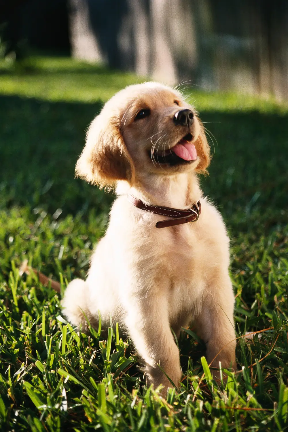 Pequeños pasos, grandes logros: cómo introducir al perro a la peluquería sin traumas