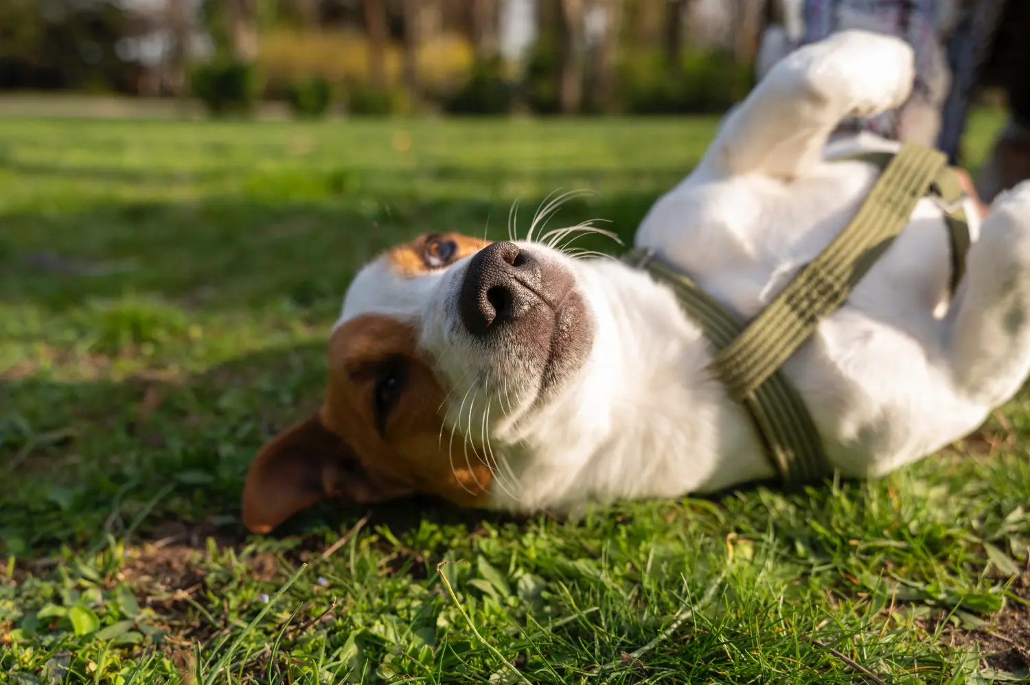 La importancia del ritmo propio: adaptando la peluquería a la personalidad de cada perro